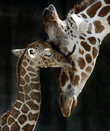 Giraffe mama en haar kleintje